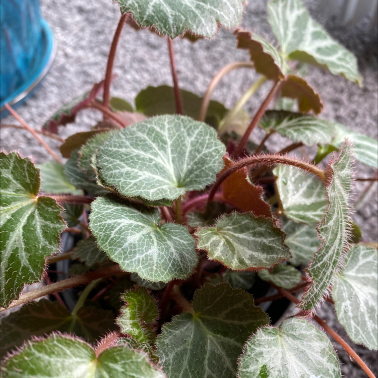 Strawberry Begonia plant with green leaves featuring white veins in a pot.