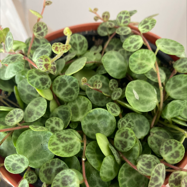 Photo of the plant species String of Needles by @Babygirl named Gobi on Greg, the plant care app