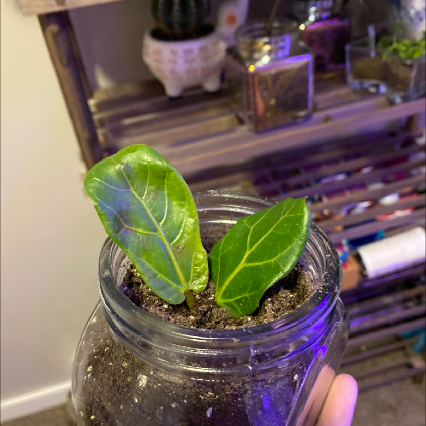 Small Council Tree plant with two green leaves in a glass jar, held by a hand.