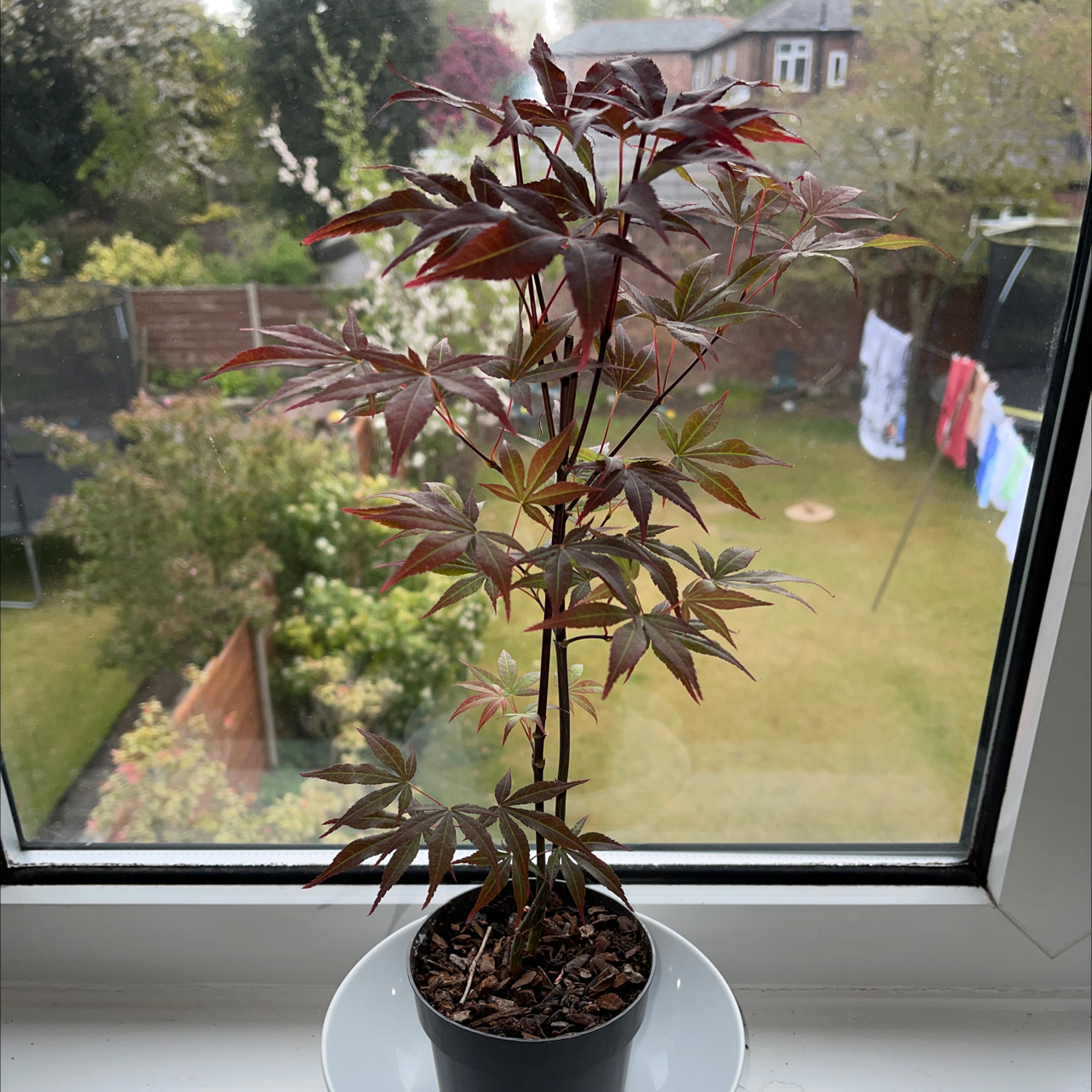 Potted Japanese Maple plant on a windowsill with a garden view in the background.