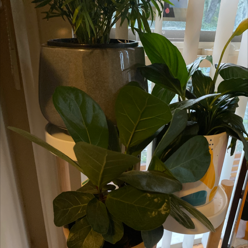 Dwarf Fiddle Leaf Fig plant in a pot on a shelf with other plants, leaves appear healthy.