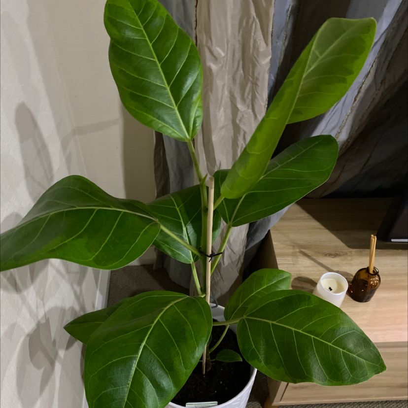 Healthy Council Tree plant with large green leaves in a pot, well-framed and in focus.