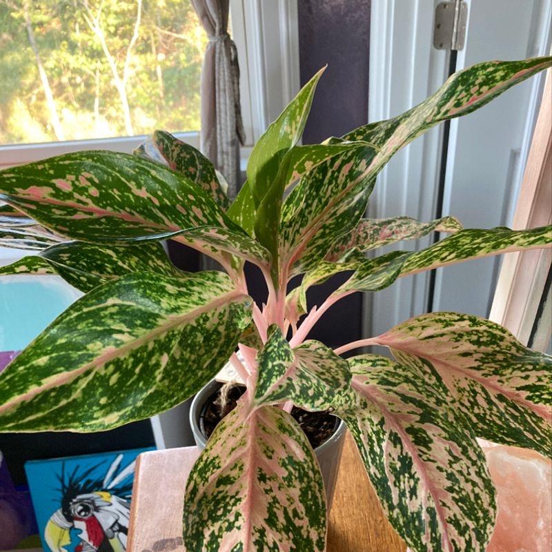 A thriving Chinese Evergreen plant with large, glossy green and pink variegated leaves, well-framed and in focus.