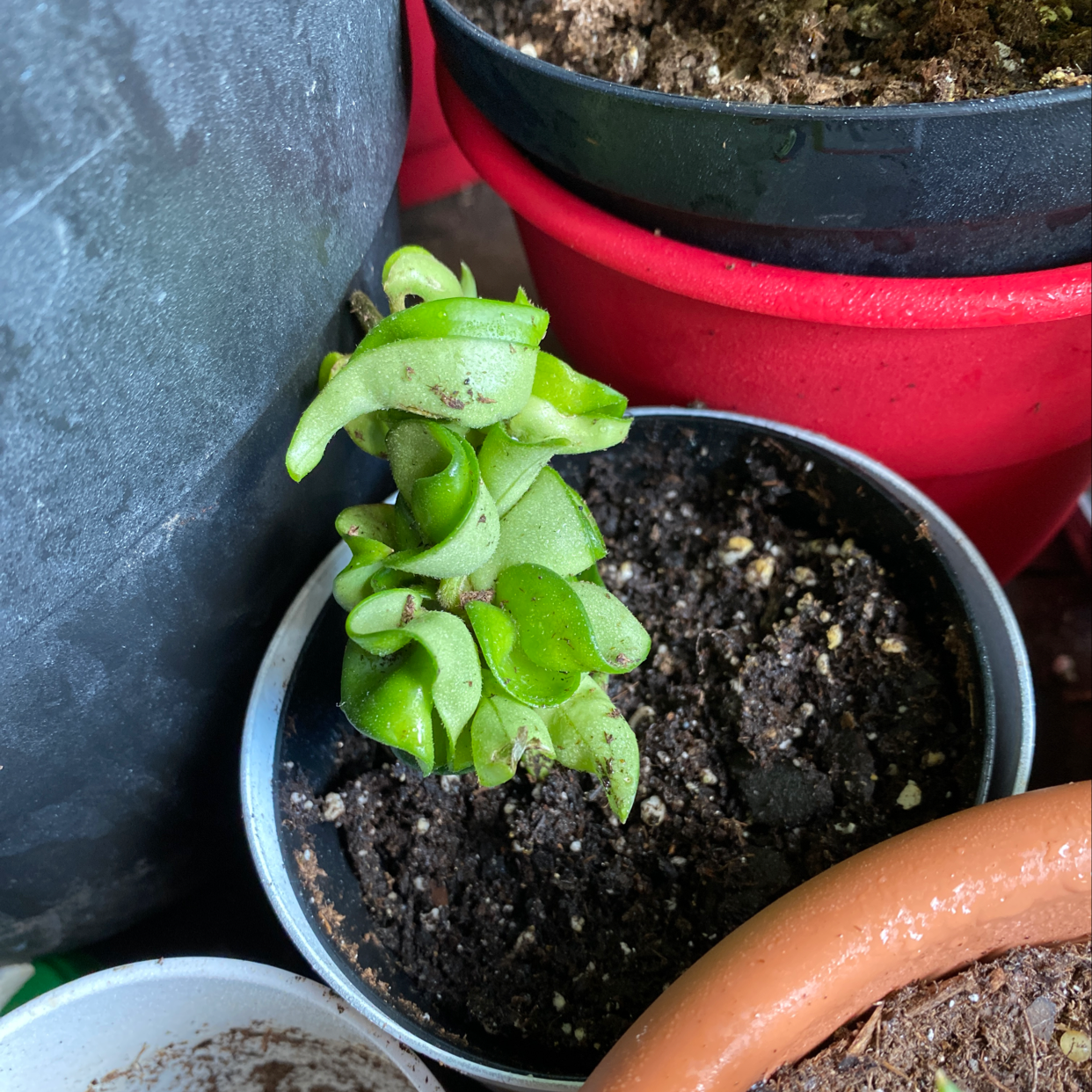 Hoya carnosa 'Compacta' plant in a small pot with visible soil and healthy green leaves.