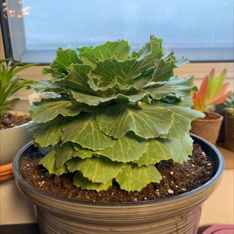 A healthy ornamental Wild Cabbage plant with vibrant green ruffled leaves growing in a pot, well-framed and in focus.