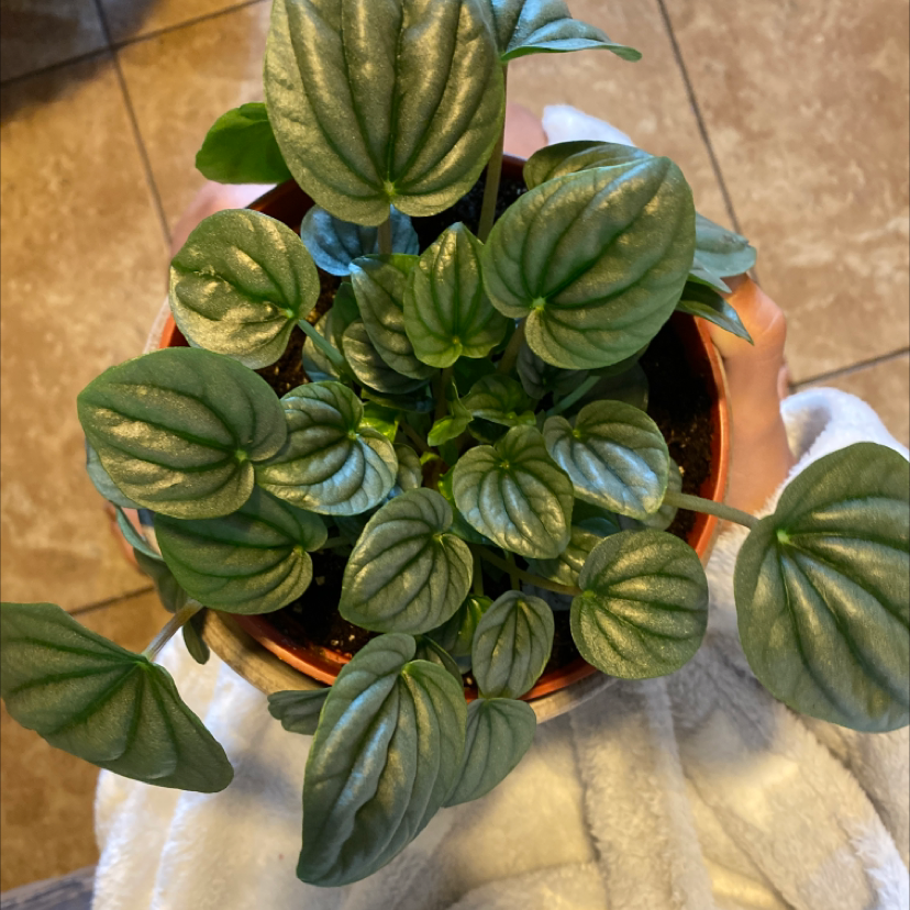 Emerald Ripple Peperomia plant with vibrant green leaves in a pot, held by hands.