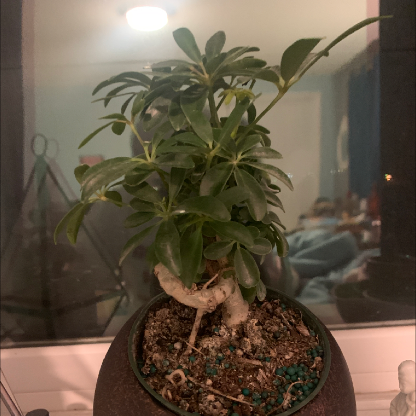 Dwarf Umbrella Tree plant photo by Shannon named Darwin on Greg, the plant care app.