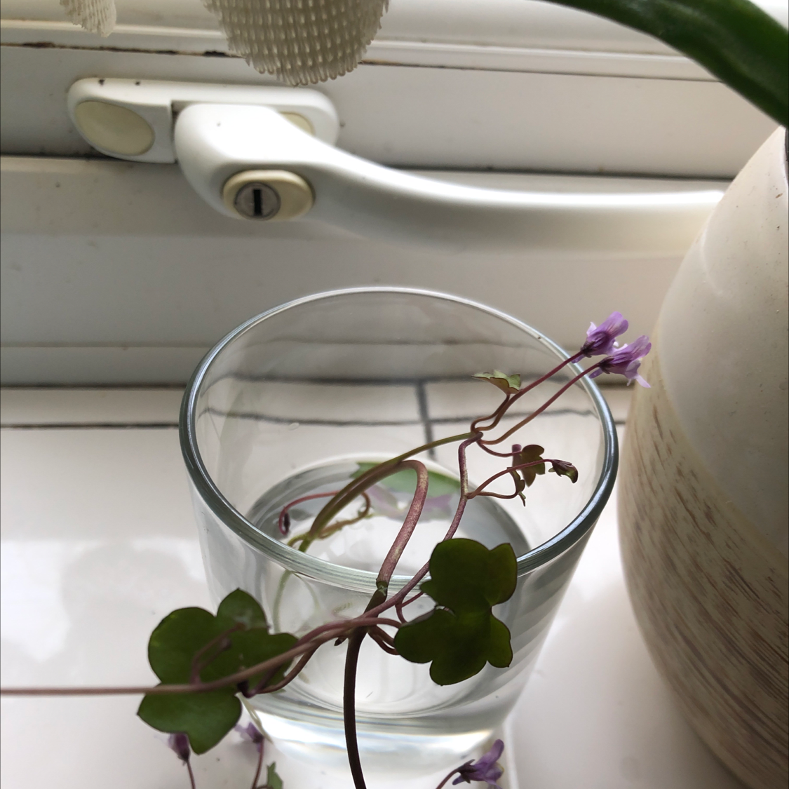 Kenilworth Ivy plant in a glass of water with small purple flowers and green leaves.
