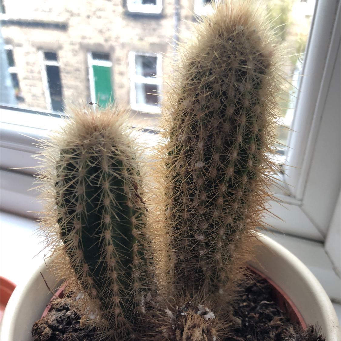 Potted Golden Snakecactus with two main stems, healthy and well-framed.