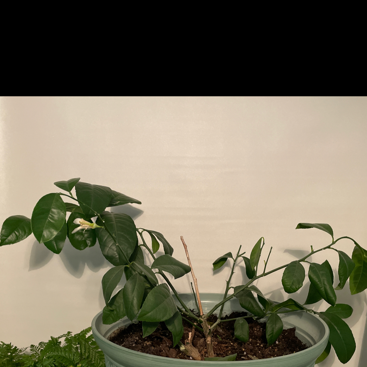 Meyer Lemon Tree plant photo by Debbie named Pathetic McSourpuss on Greg, the plant care app.