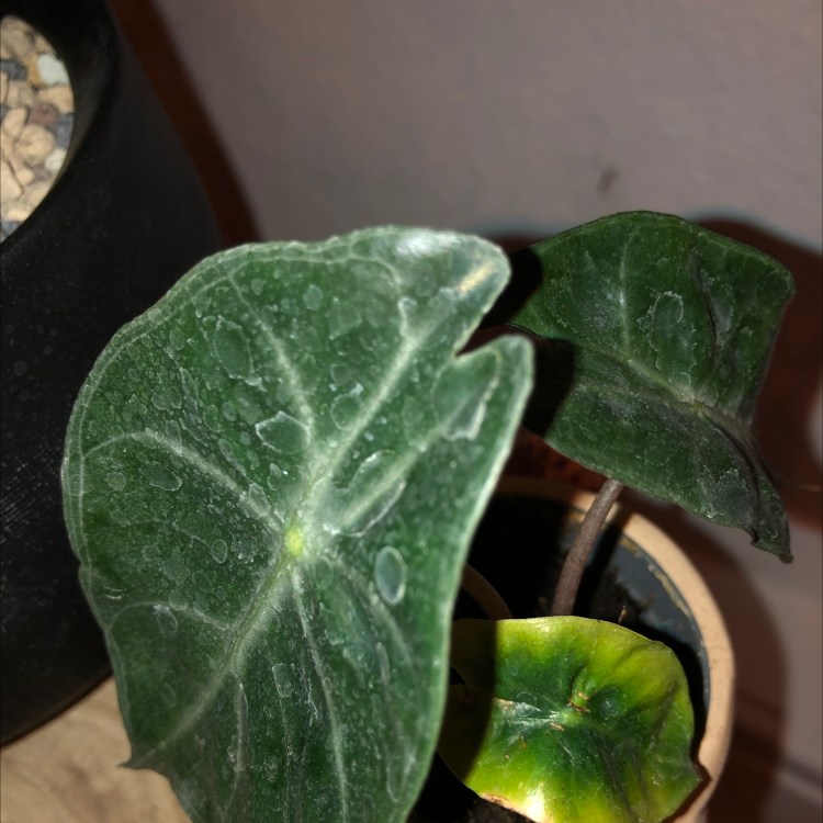 Alocasia Pink Dragon plant with yellowing and browning leaves in a pot.