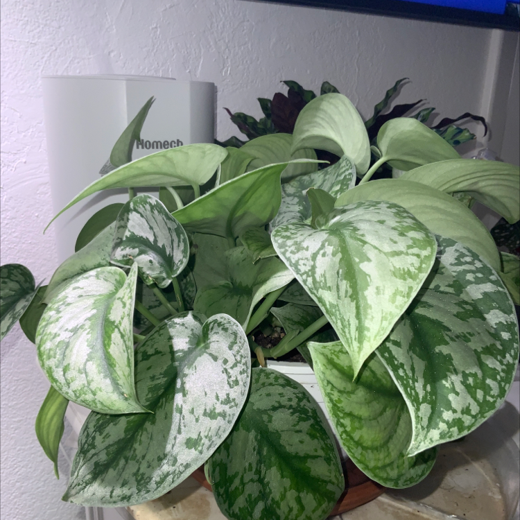 Satin Pothos plant photo by Jay named Scindapsus Pictus Exotica on Greg, the plant care app.