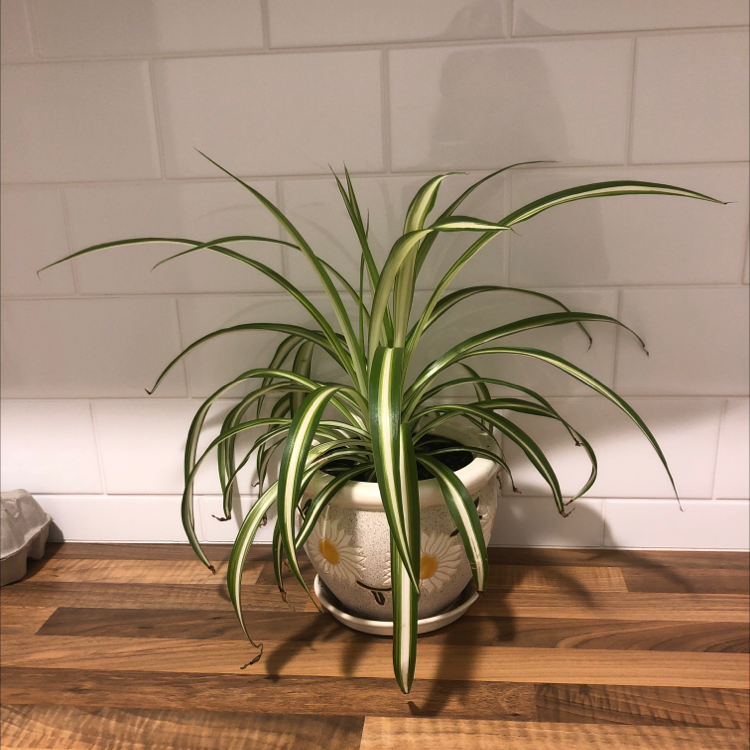 Spider Plant plant photo by @Skye named Coraline on Greg, the plant care app.