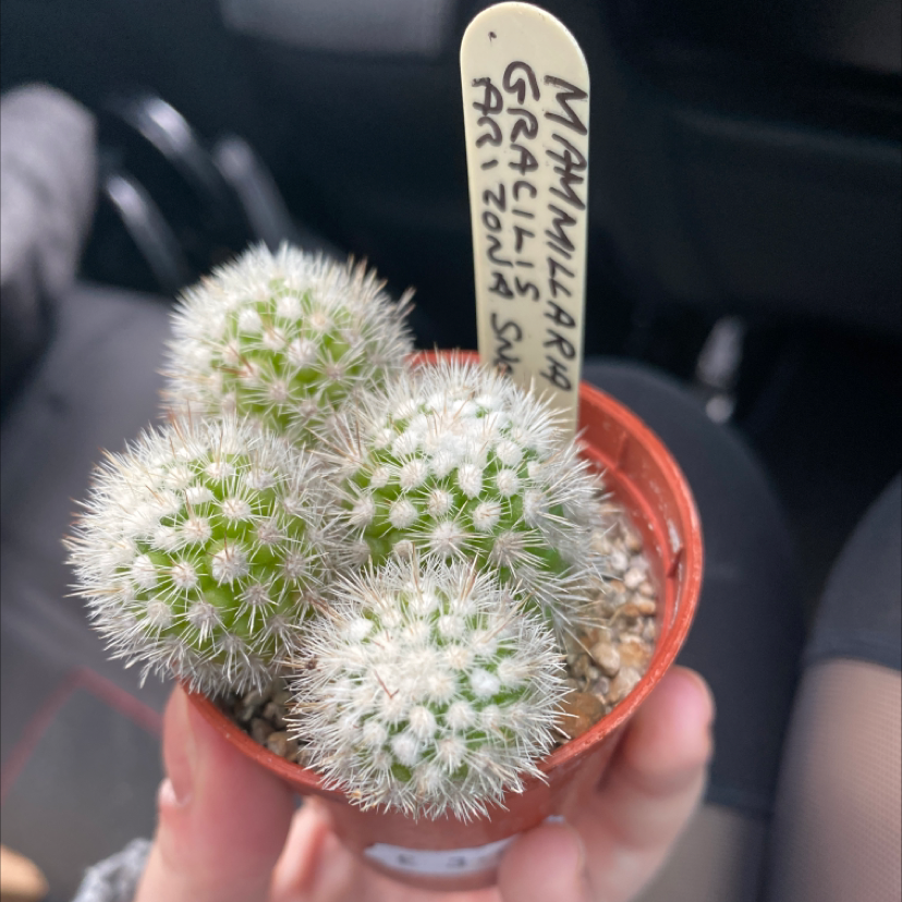Mammillaria Haageana plant photo by @shazzyCXO named Pommy on Greg, the plant care app.