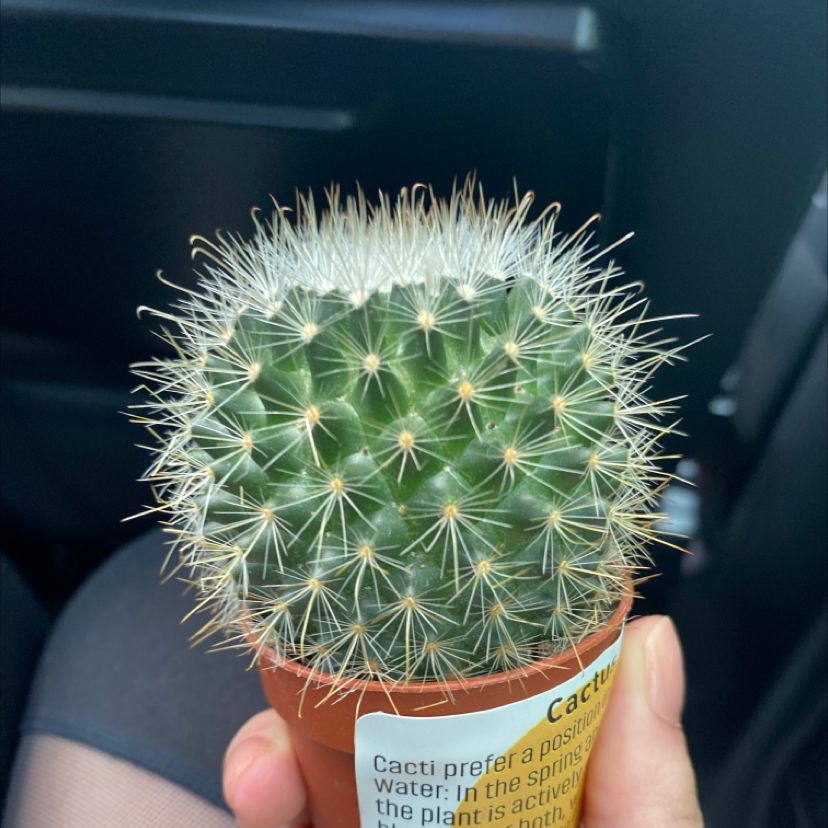 Golden Barrel Cactus plant photo by @shazzyCXO named Spikey boi on Greg, the plant care app.