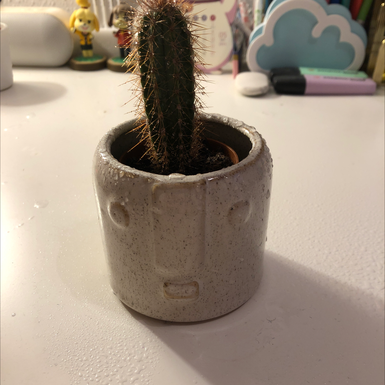 Photo of the plant species Hairbrush by @sarahxrobertson named ricardo on Greg, the plant care app