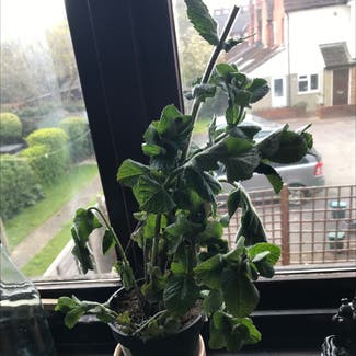 Spearmint plant in Guildford, England