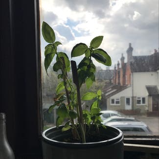 Sweet Basil plant in Guildford, England