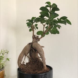 Ficus Ginseng plant in Guildford, England