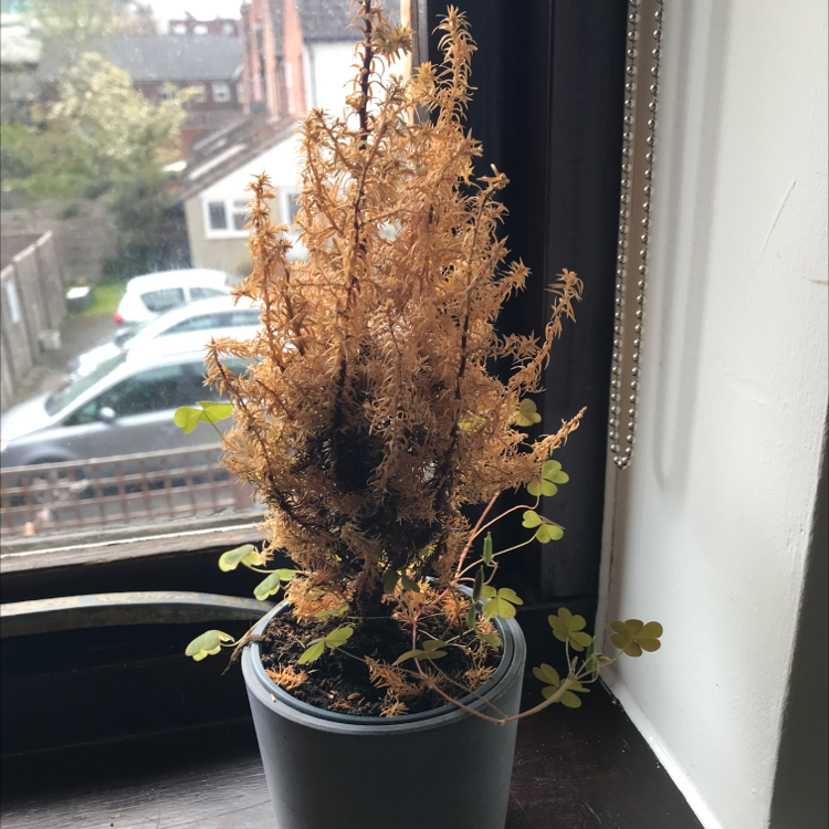 Plant care for Cupressus guadalupensis on Greg, the plant care app