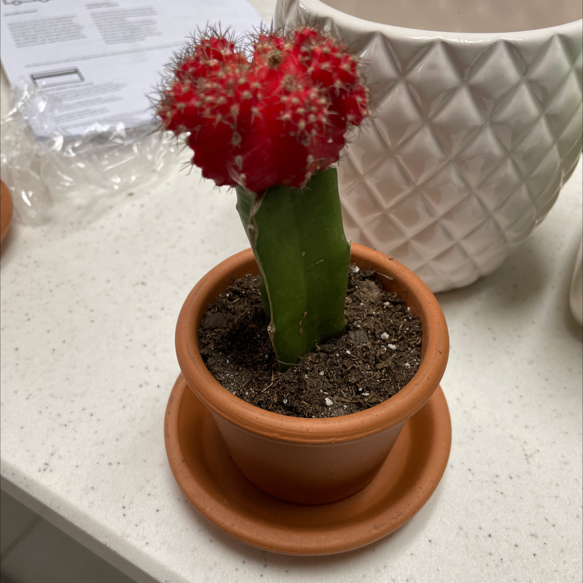 Moon Cactus in a terracotta pot with vibrant red top and green base, placed on a white surface.