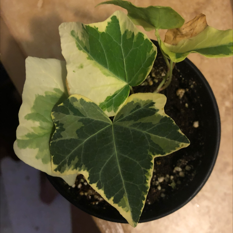 English Ivy plant photo by @Cora808 named Spike Leaves on Greg, the plant care app.