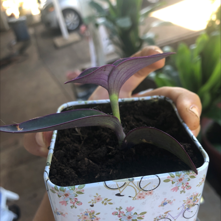 Closeup of a healthy purple heart plant with deep purple leaves held by a hand, planted in a patterned ceramic pot.
