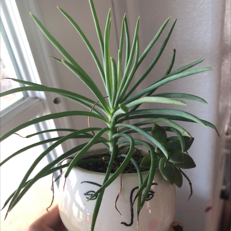 Pincushion Peperomia plant in a decorative pot with slight browning on leaf tips.
