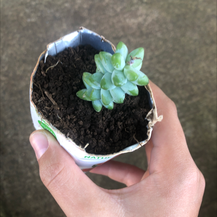 Burro's Tail plant photo by @Cora808 named Gates on Greg, the plant care app.