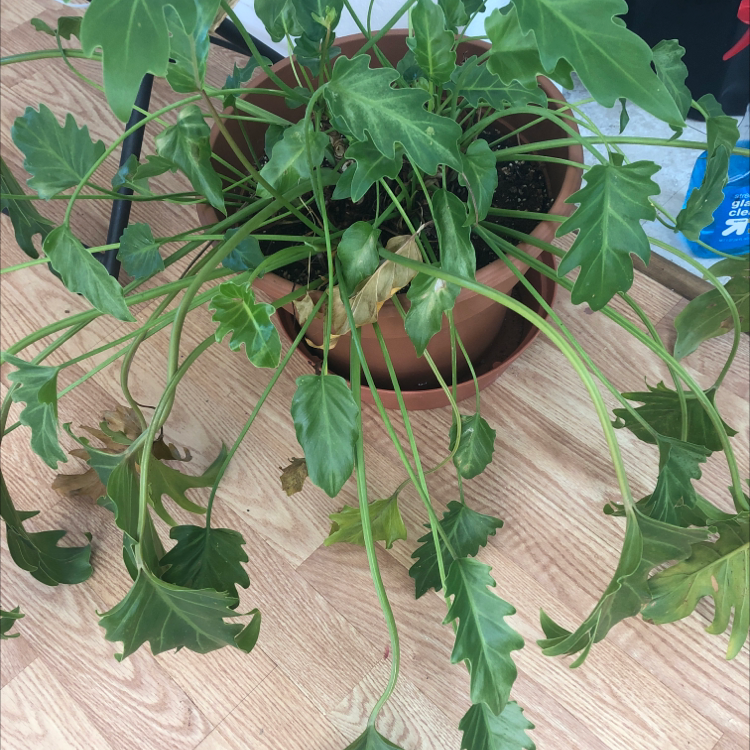 Philodendron Xanadu plant in a pot with wilted and discolored leaves.