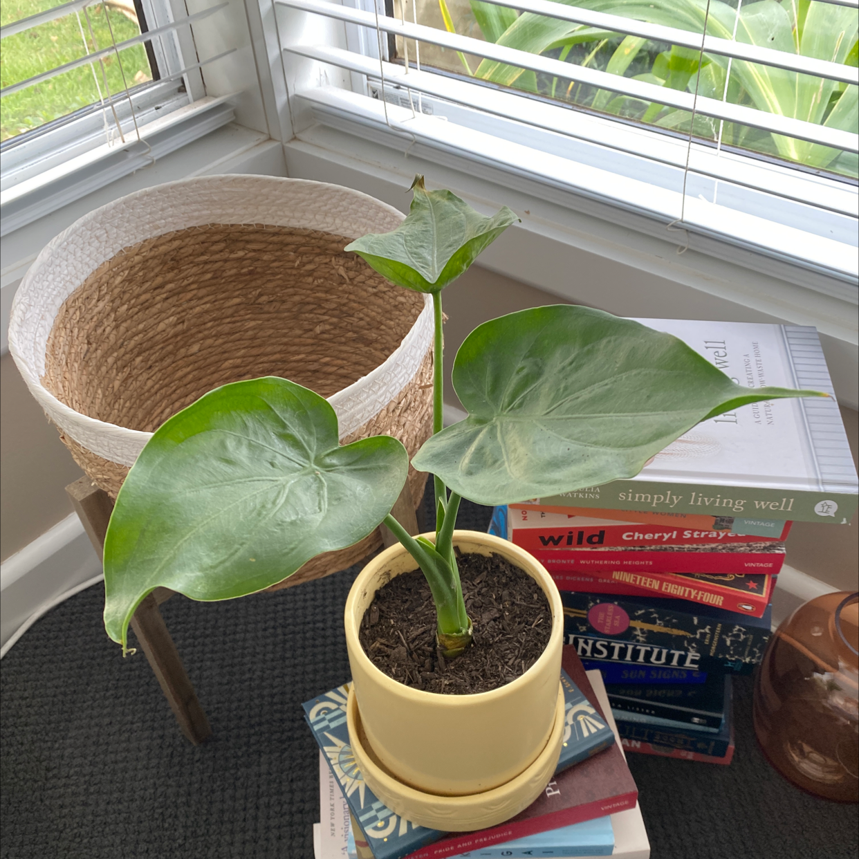 Alocasia 'Sarian' plant in a yellow pot on a stack of books near a window.