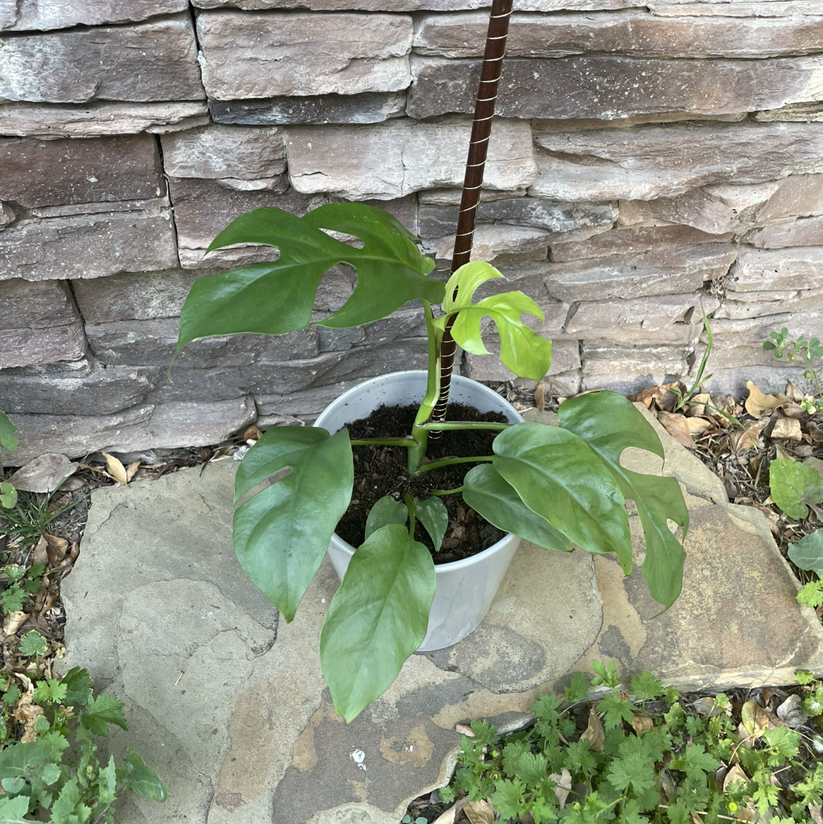 Mini Monstera plant photo by @emilyk518 named Helen on Greg, the plant care app.