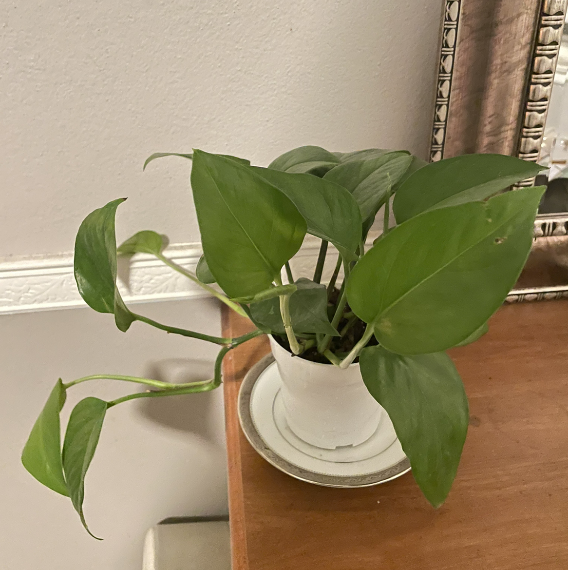 Jade Pothos plant photo by @emilyk518 named Iva on Greg, the plant care app.