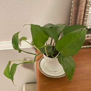 Jade Pothos plant photo by Emilyk518 named Iva on Greg, the plant care app.