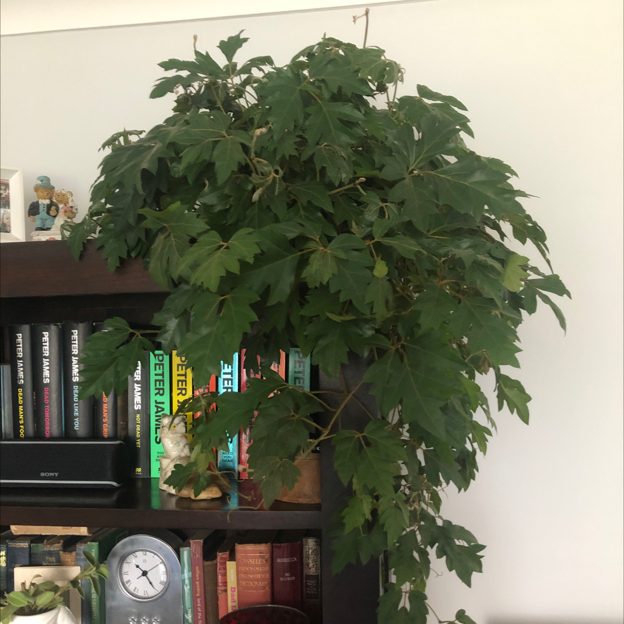 Healthy, lush Grape Ivy plant with large glossy green lobed leaves, thriving on a bookshelf indoors.