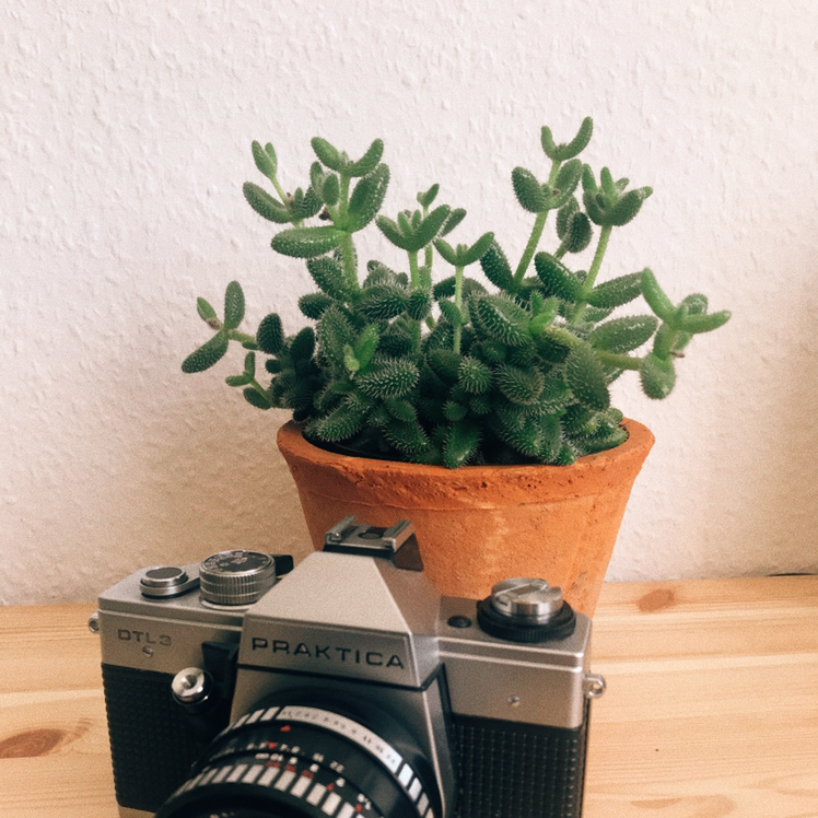 Healthy Pickle Plant in a terracotta pot with a vintage camera in front.