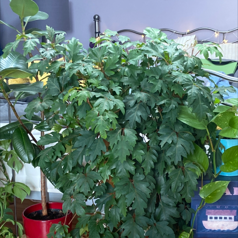 A lush, healthy grape ivy plant with glossy green leaves growing in a red pot in front of a window.