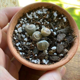 Living Stones plant in Somewhere on Earth