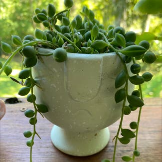 String of Pearls plant in Somewhere on Earth