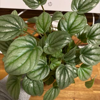 Moonlight Peperomia plant in Somewhere on Earth