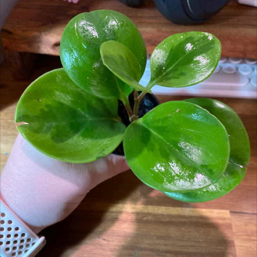 Marble Peperomia plant with healthy green leaves held by a hand.
