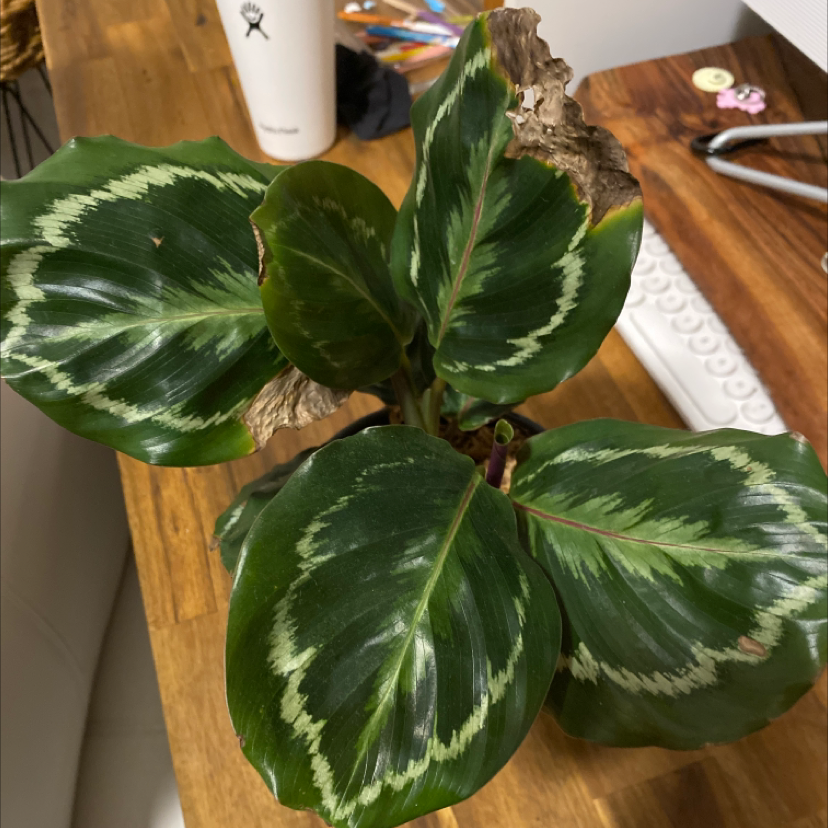 Calathea 'Medallion' plant with variegated leaves and some browning edges on a wooden surface.