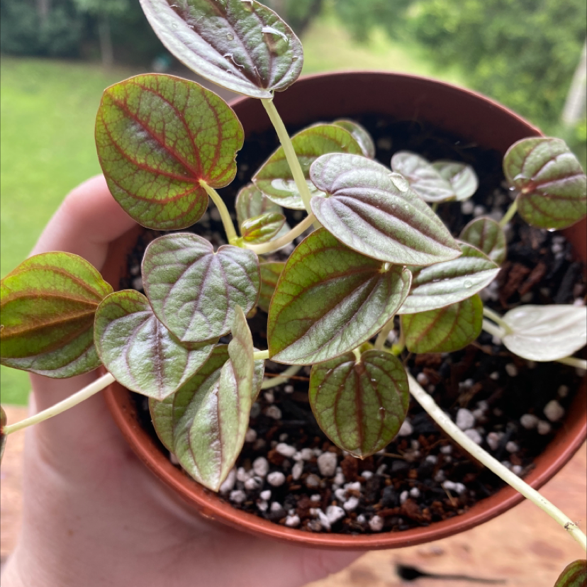 Peperomia 'Rosso' plant in a pot with healthy leaves, held by a hand.