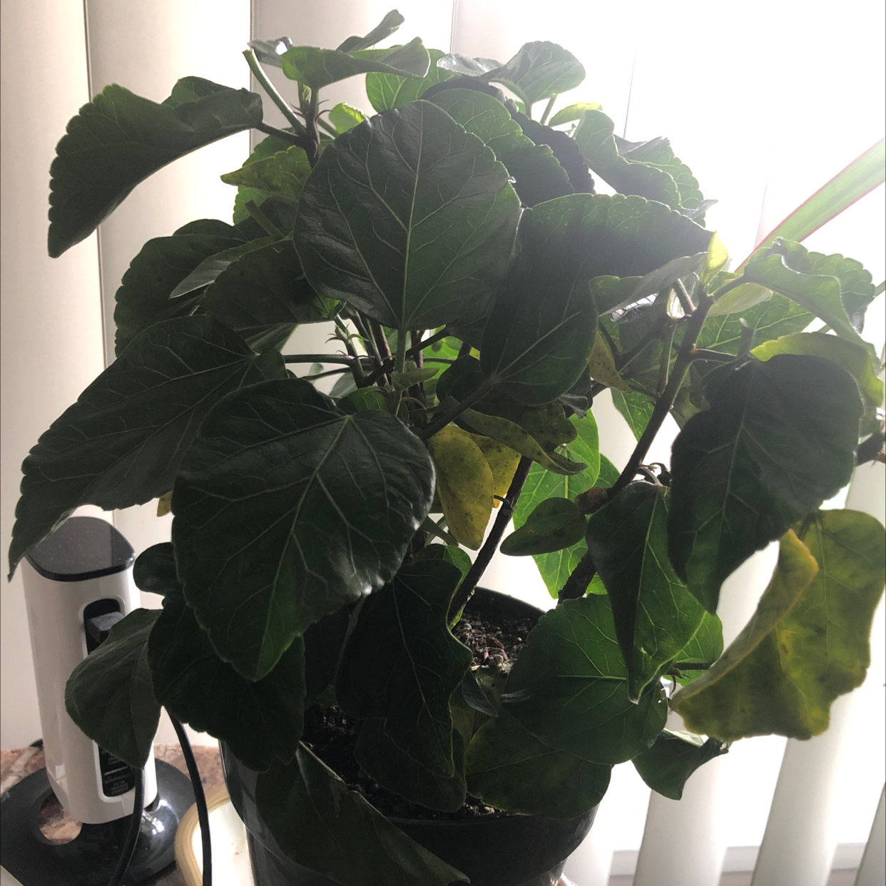 Fabian Aralia plant with large, dark green leaves and some yellowing, potted indoors near a window.