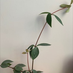 Parallel Peperomia plant