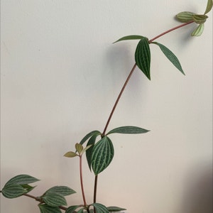 parallel peperomia plant photo by Sophie named Parallel peperomia on Greg, the plant care app.