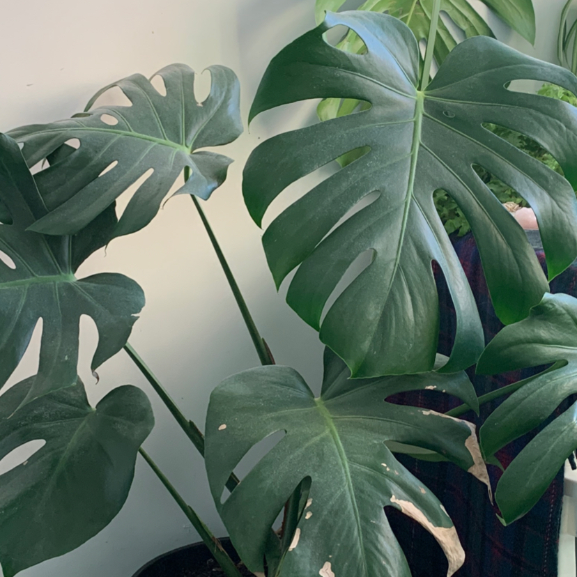 Monstera plant photo by Sophie named Monstera on Greg, the plant care app.