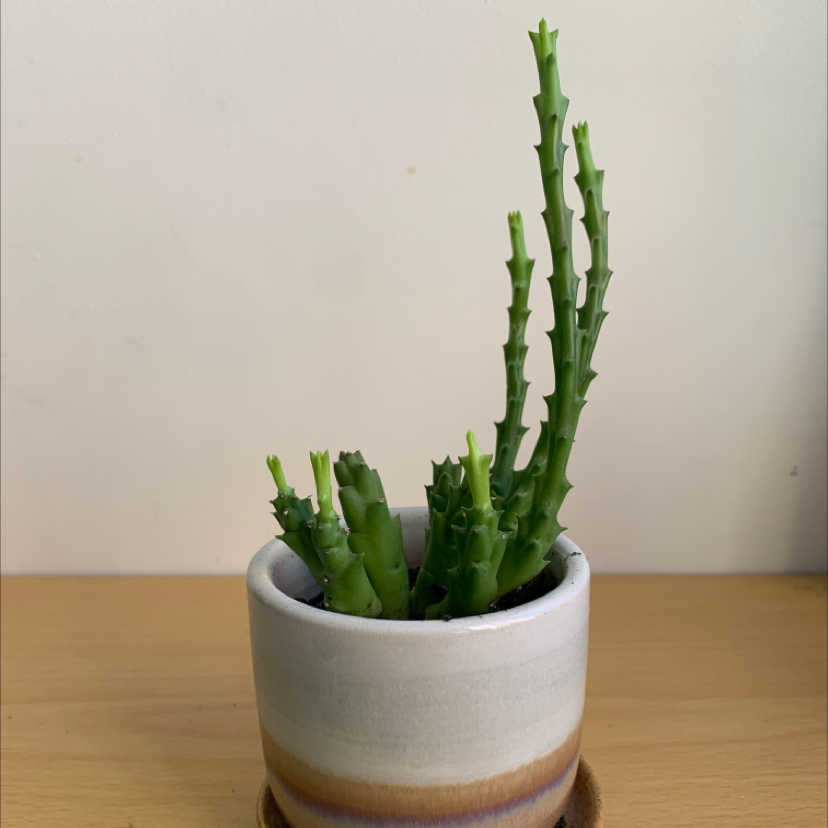 Potted Stapelia Planiflora Jacq. plant with green, succulent stems and small protrusions.