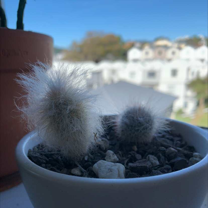 Potted Peruvian Old Lady Cactus with white, hair-like spines, blurred background.
