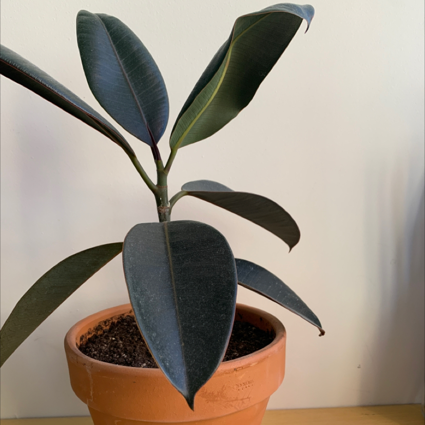 Rubber Plant plant photo by Sophie named Rubber plant black knight on Greg, the plant care app.